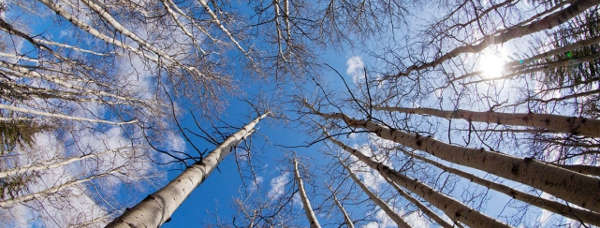 arbres s'élevant à l'unisson vers le ciel bleu, représentant cette union ou yoga de la voix
